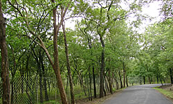 Marayoor Sandalwood Forest